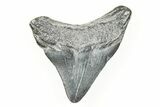 Juvenile Megalodon Tooth - South Carolina #196100-1